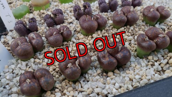 画像2: neohallii tweefontein Red　【25-12】