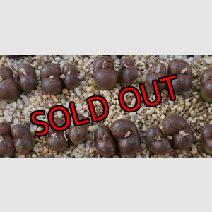 画像: neohallii tweefontein Red　【25-12】