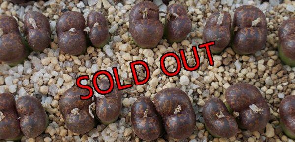 画像1: neohallii tweefontein Red　【25-12】