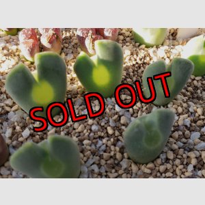 画像: regale【25-11】