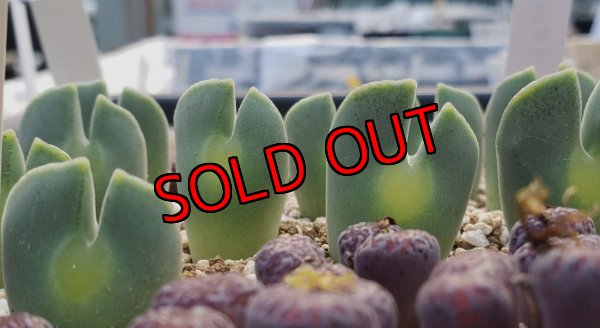 画像2: regale【25-11】