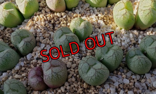 画像1: ficiforme worcester /白　2H【25-11】