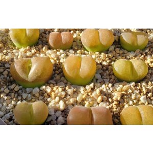 画像: maughanii ssp armeniacum N Aughrabies,【26-10】