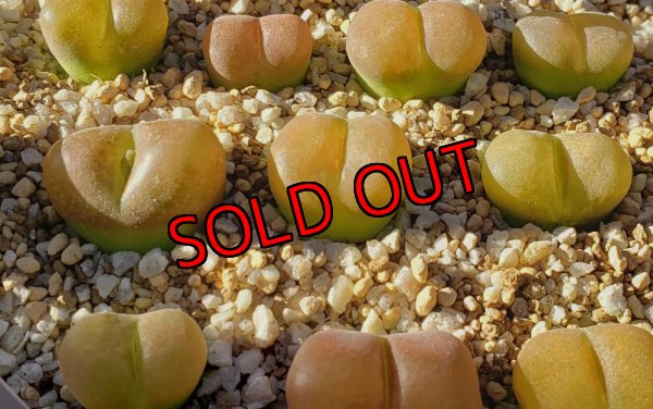 画像1: maughanii ssp armeniacum N Aughrabies,【25-11】