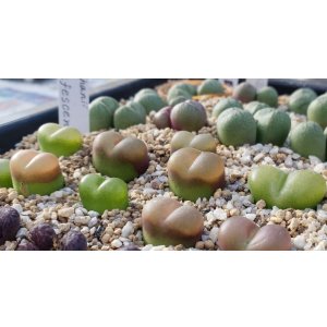 画像: maughanii  rufescens 【26-10】