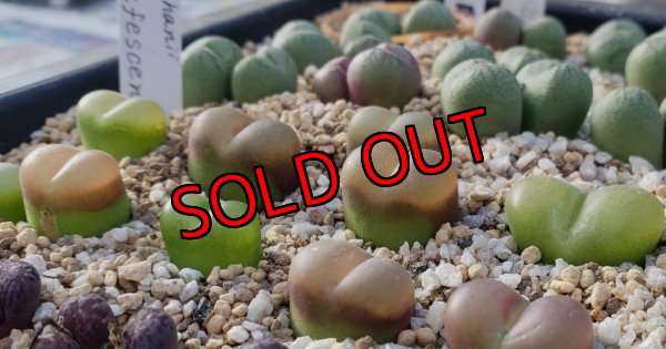 画像2: maughanii  rufescens 【25-12】