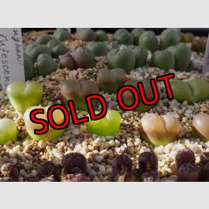 画像: maughanii  rufescens 【25-12】