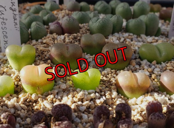 画像1: maughanii  rufescens 【25-12】