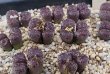 画像1: pellucidum ssp. neohalii  ”Makin`s Plum”T1【25-11】