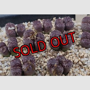 画像: pellucidum ssp. neohalii  ”Makin`s Plum”T1【25-11】