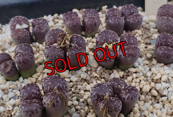 画像1: pellucidum ssp. neohalii  ”Makin`s Plum”T1【25-11】