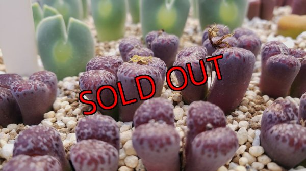 画像2: pellucidum ssp. neohalii  ”Makin`s Plum”T1【25-11】