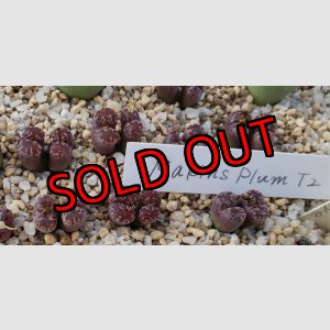 画像: pellucidum ssp. neohalii  ”Makin`s Plum”T2【25-11】