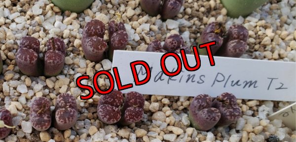 画像1: pellucidum ssp. neohalii  ”Makin`s Plum”T2【25-11】