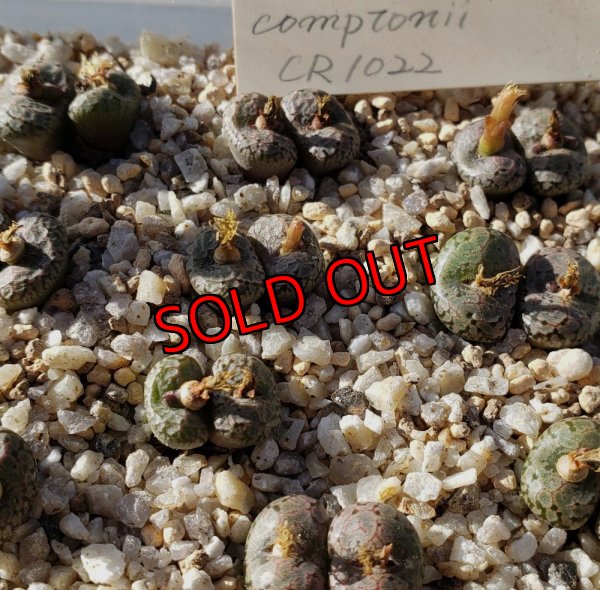 画像2: Comptonii CR1022【25-12】