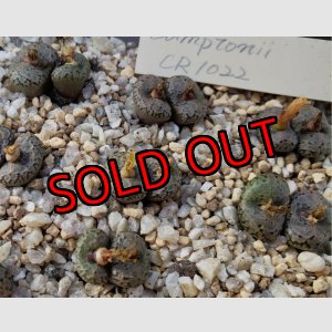 画像: Comptonii CR1022【25-11】