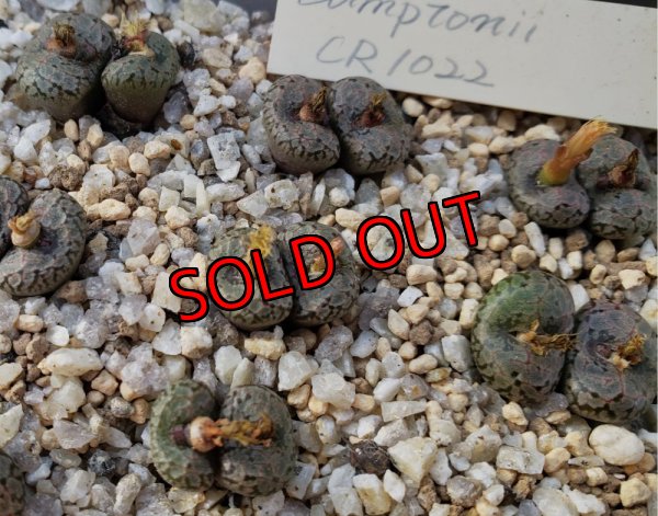 画像1: Comptonii CR1022【25-12】