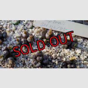 画像: Comptonii SH312/85【25-12】