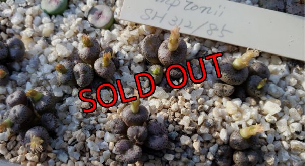 画像1: Comptonii SH312/85【25-12】