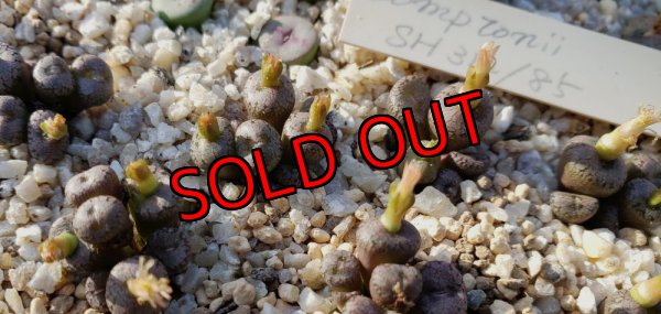 画像2: Comptonii SH312/85【25-12】