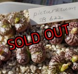 画像: obcordellum picturatum SB622【25-11】