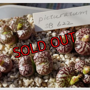 画像: obcordellum picturatum SB622【25-11】