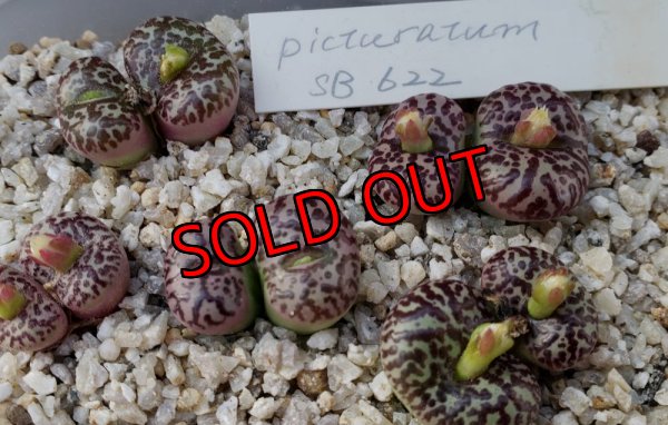 画像3: obcordellum picturatum SB622【25-12】