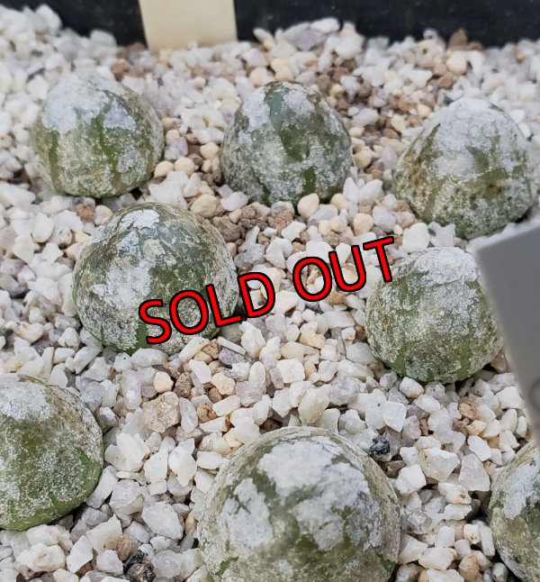 画像2: burgeri【25-11】