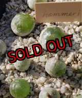 画像: hammeri　【25-11】