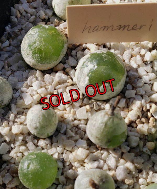 画像1: hammeri　【25-11】