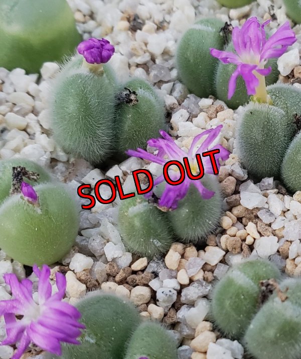 画像2: mirabile　【25-11】