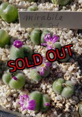 画像: mirabile　【25-11】