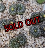 画像: ursprungianum 大黒天　【25-11】