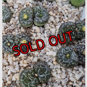 画像: ursprungianum 大黒天　【25-12】