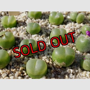 画像: EEF ratum【25-12】