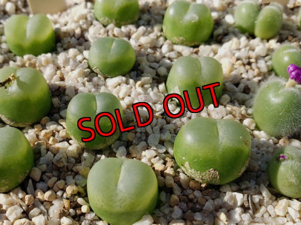 画像1: EEF ratum【25-12】