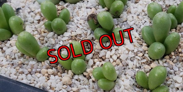 画像2: bruynsii SH2592【25-12】