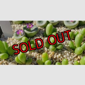 画像: bruynsii SH2592【25-12】