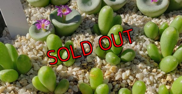 画像1: bruynsii SH2592【25-12】