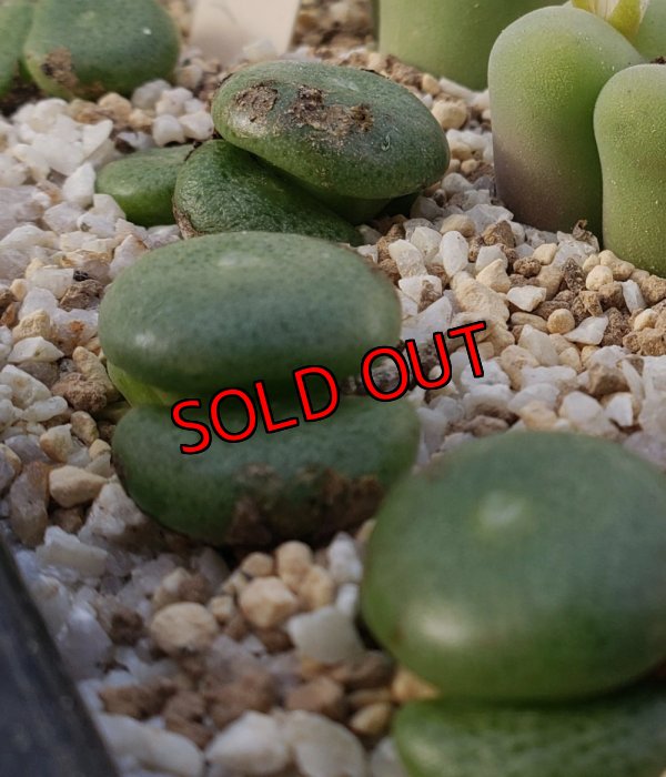 画像2:  ssp. ricardianum ex,pv【25-12】