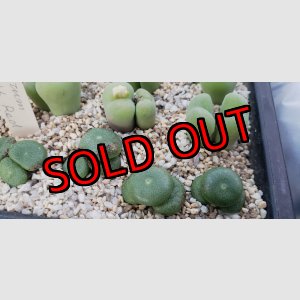 画像:  ssp. ricardianum ex,pv【25-12】