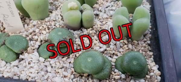 画像1:  ssp. ricardianum ex,pv【25-12】