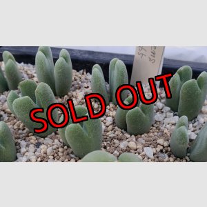 画像: Claviferans H&M 2465【25-11】