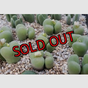 画像:  concavum SB1857【25-11】