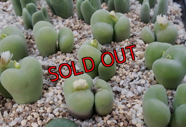 画像1:  concavum SB1857【25-11】