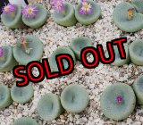 画像: crateriforme CR.1427 /2H【25-11】