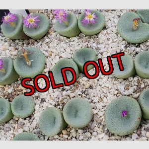 画像: crateriforme CR.1427 /2H【25-11】