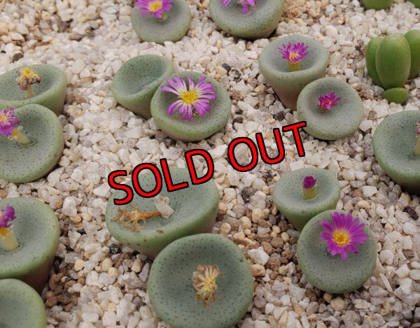 画像2: crateriforme CR.1427 /2H【25-12】