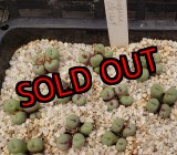 画像:  Pageae CR1329【25-11】