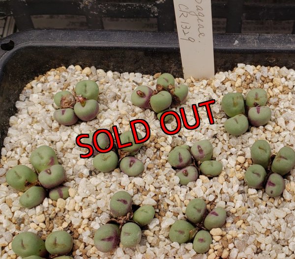 画像1:  Pageae CR1329【25-11】